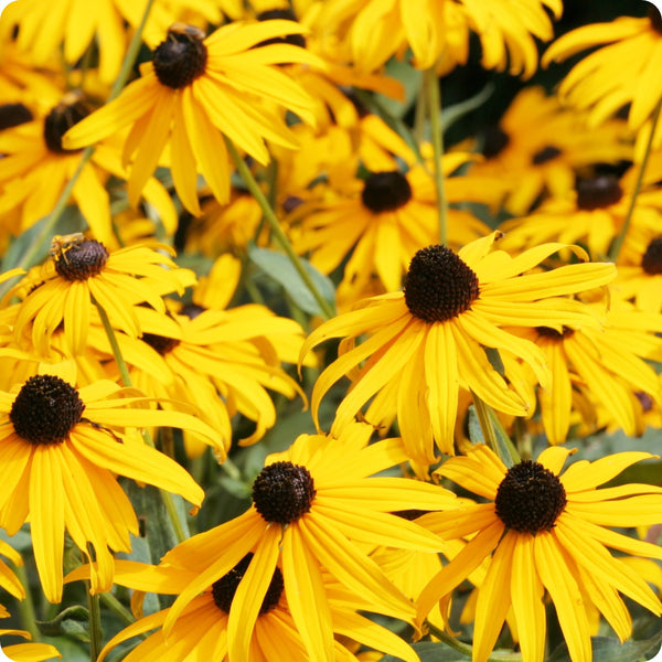 Yellow Echinacea Samen Echinacea purpurea ‘Yellow’ coneflower