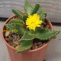 Gelb faucaria tigrina samen for töpfen and succulent gardens
