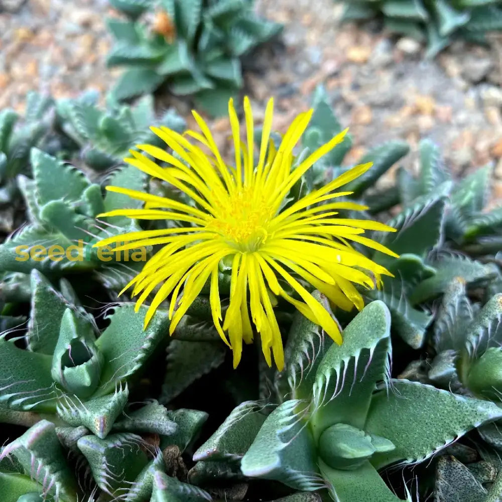 Gelb faucaria tigrina samen for vibrant succulent blooms
