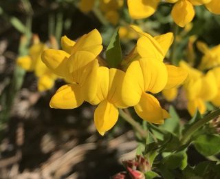 Colorado mehrjährig Blumensamen zur Aussaat – pflegeleicht – Traditionssorte & ohne Gentechnik Samen Hausgarten