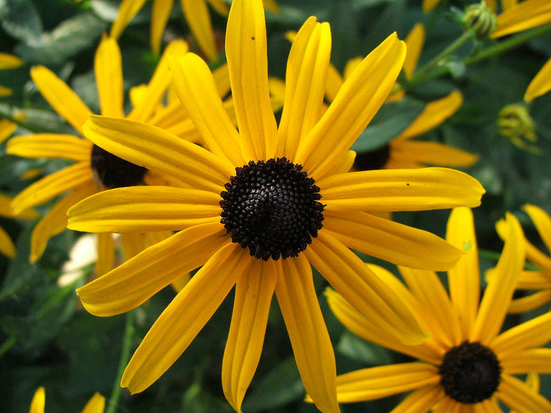 Gelb fulgida perennial samen for bright garten anpflanzung