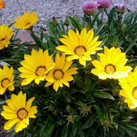 Gelb gazania blume samen for anpflanzung
