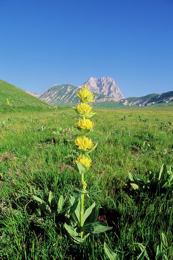 Tall yellow Blume spike of Great Yellow Gentian in bloom
