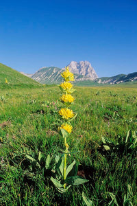 Tall yellow Blume spike of Great Yellow Gentian in bloom