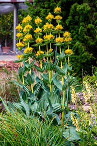 Packet of Great Yellow Gentian Samen for Aussaat