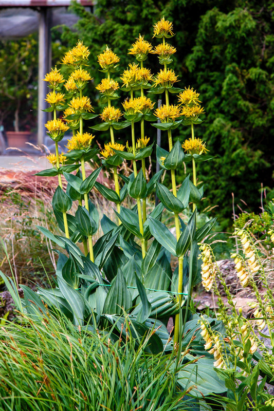 Packet of Great Yellow Gentian Samen for Aussaat