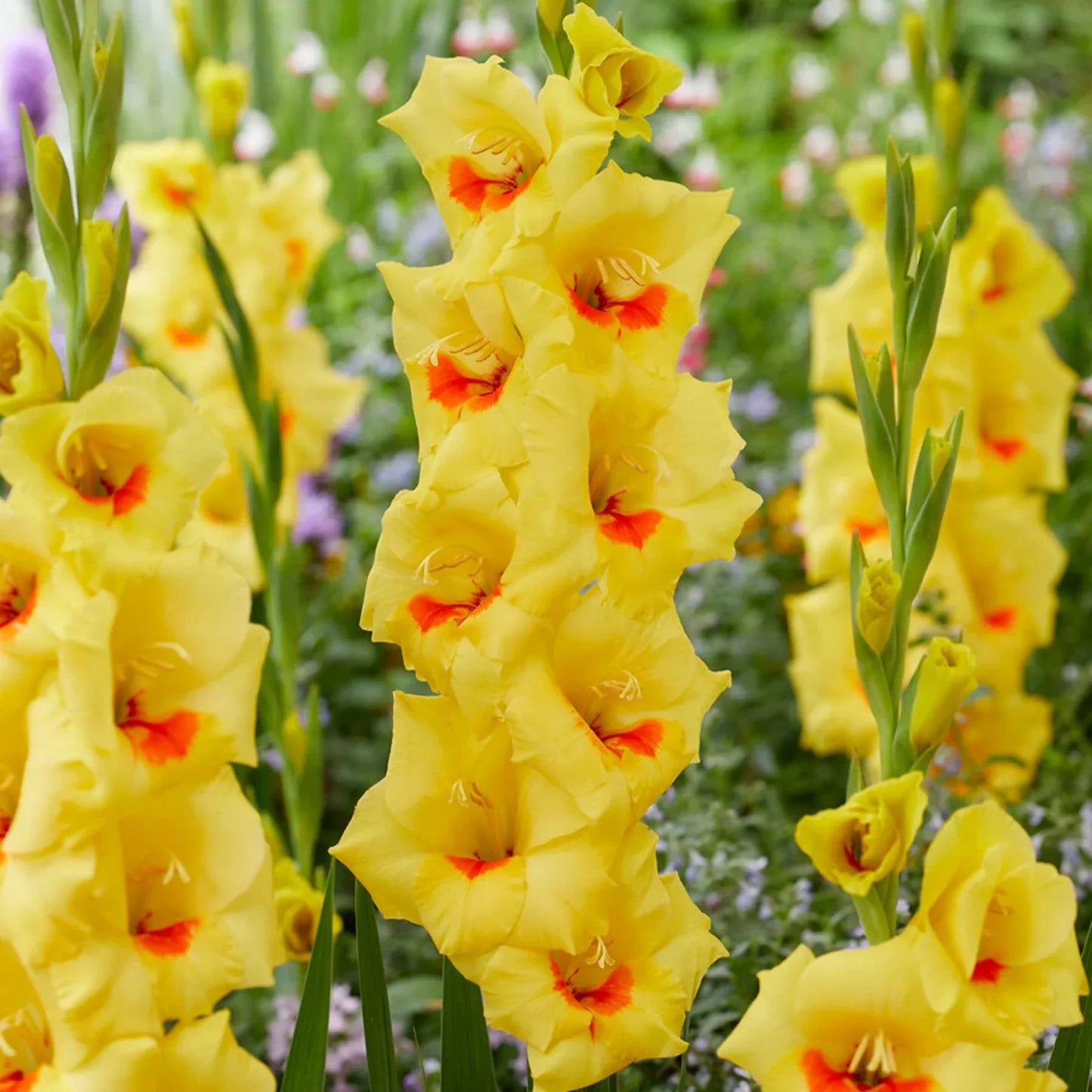 Gelb gladiolus blume samen for anpflanzung