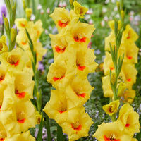 Gelb gladiolus blume samen for anpflanzung