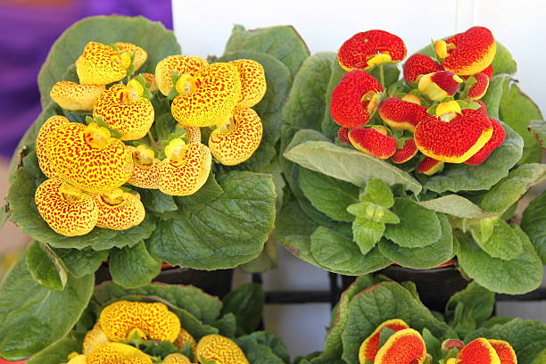 Gelb gloxinia blume samen for vibrant garten blooms
