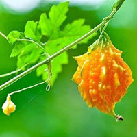 Fresh gelbe bittergourd samen für aussaat