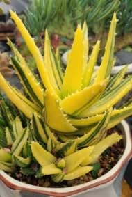 Yellow Green Aloe Samen for Aussaat in Zuhause and container gardens