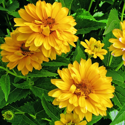 Gelb heliopsis blume samen for anpflanzung
