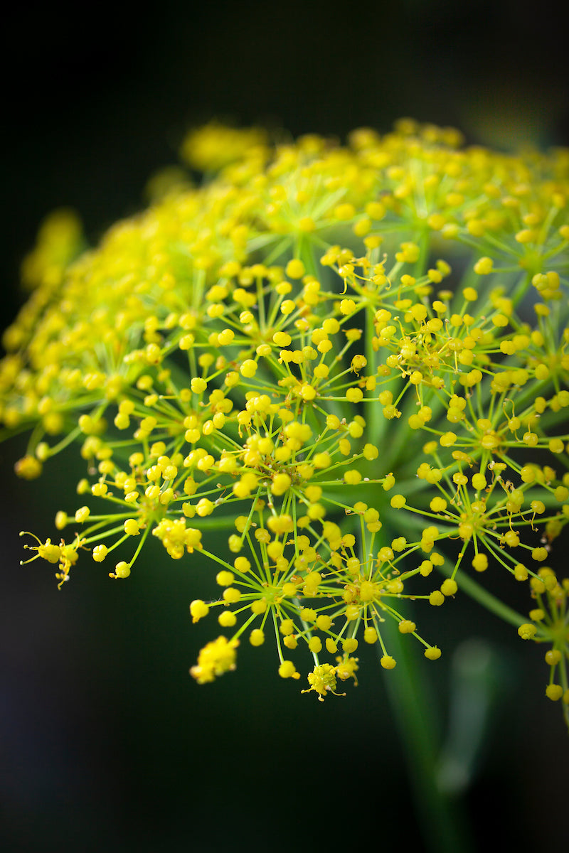 Gelb heracleum pflanze samen for garten anpflanzung