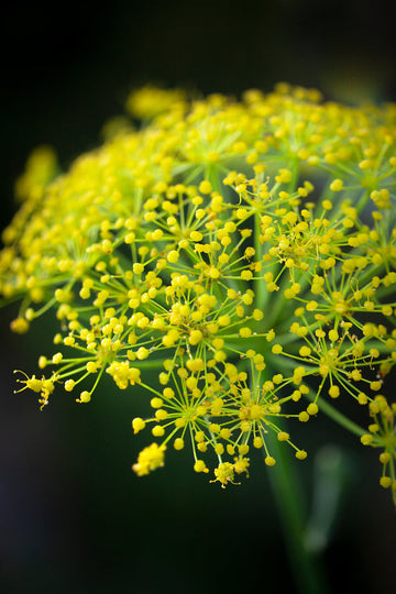 Gelb heracleum pflanze samen for garten anpflanzung