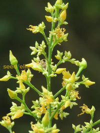 Gelb hevea brasiliensis blume samen for anpflanzung
