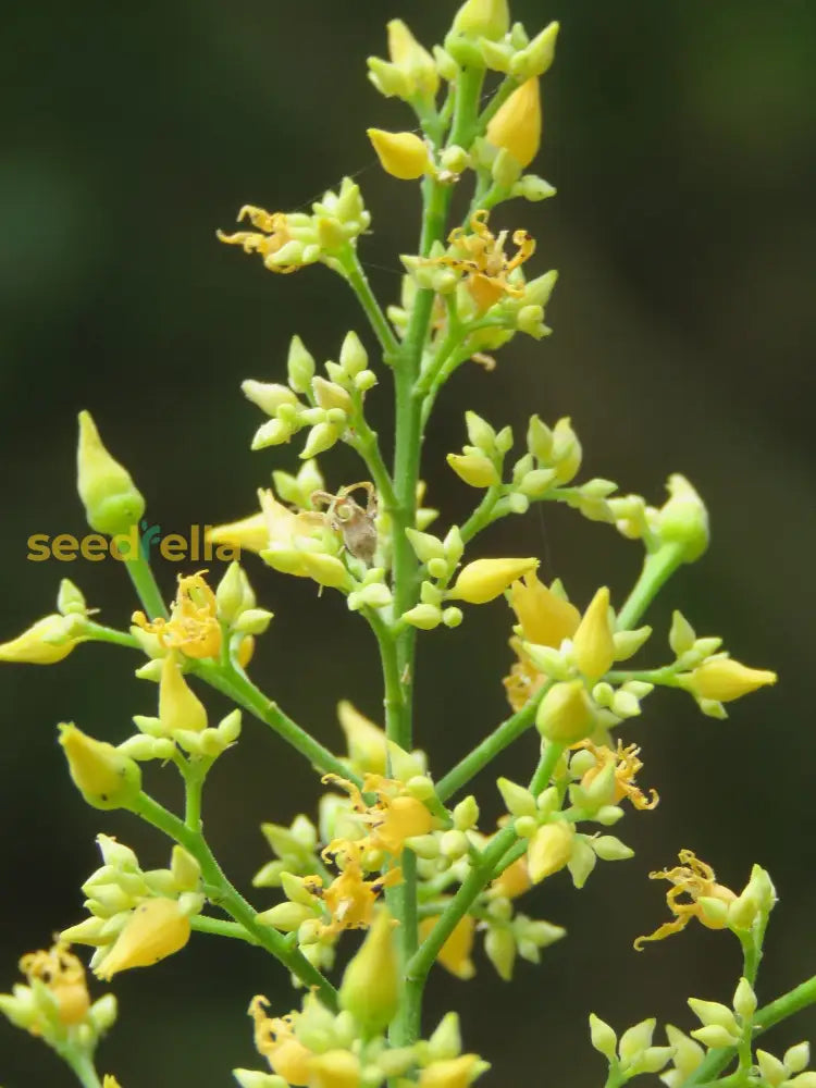 Gelb hevea brasiliensis blume samen for anpflanzung