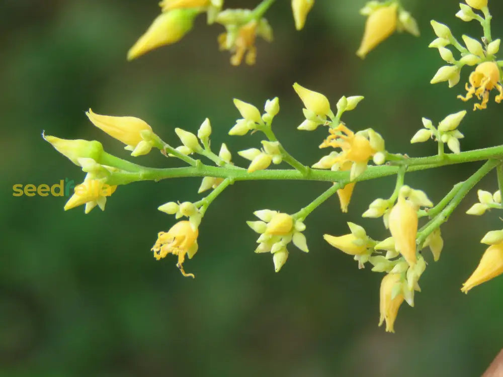 Gelb hevea brasiliensis blume samen for anpflanzung