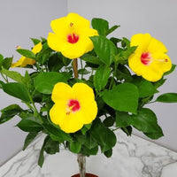 Gelb hibiscus samen for anpflanzung