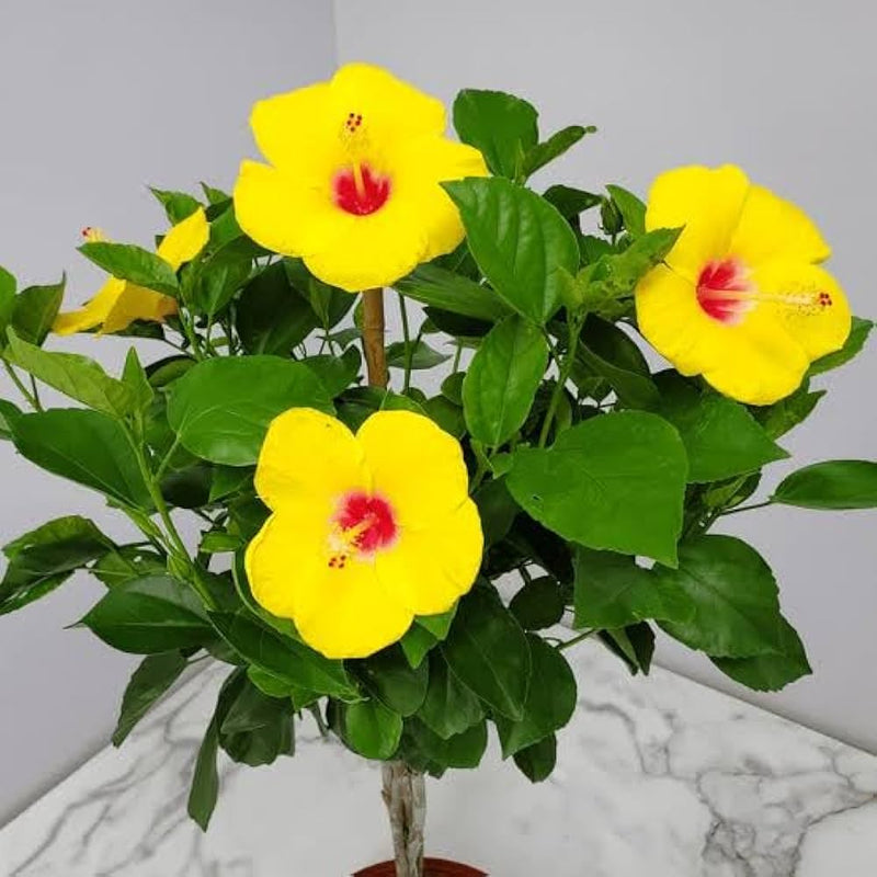 Gelb hibiscus samen for anpflanzung