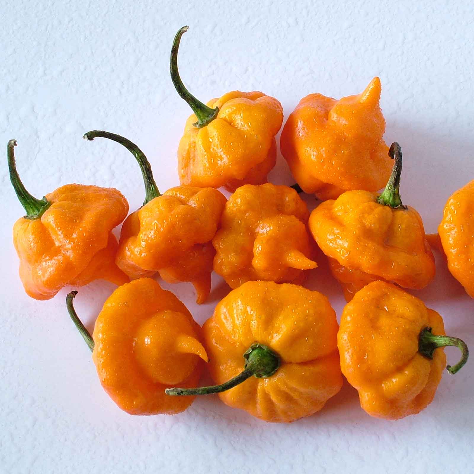 Freshly harvested gelbe jamaicano gemüse aus garten