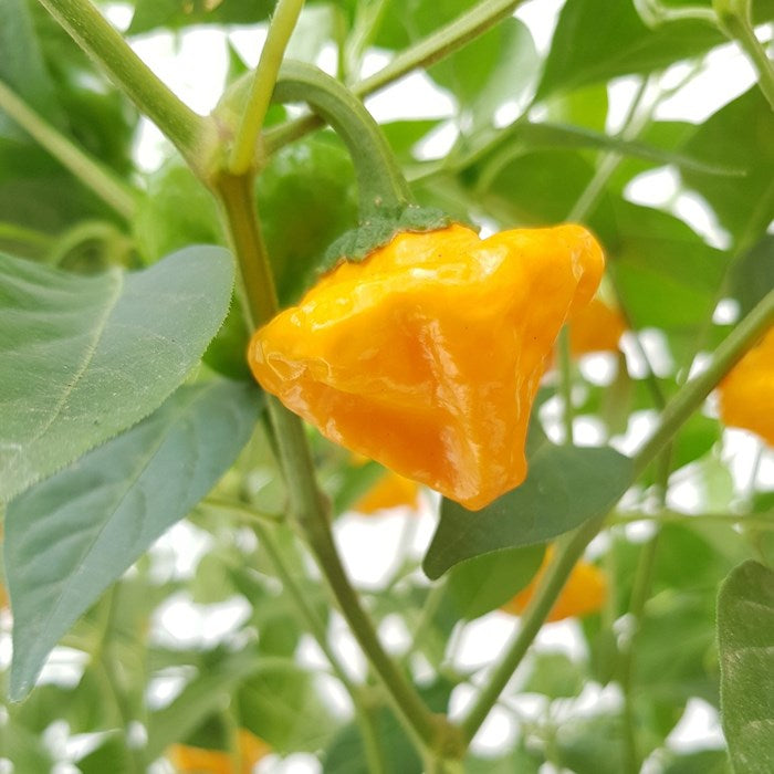 Mature gelbe jamaicano pflanze with grüne foliage