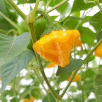 Mature gelbe jamaicano pflanze with grüne foliage