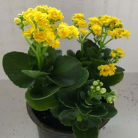Gelb kalanchoe garten samen – easy to grow flowering variety