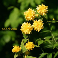 Gelb kerria japonica samen for vibrant garten blooms
