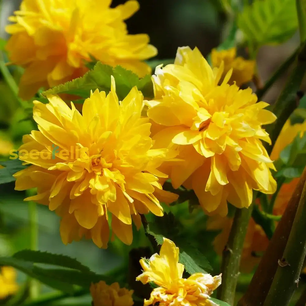 Gelb kerria japonica samen for borders and garten beds
