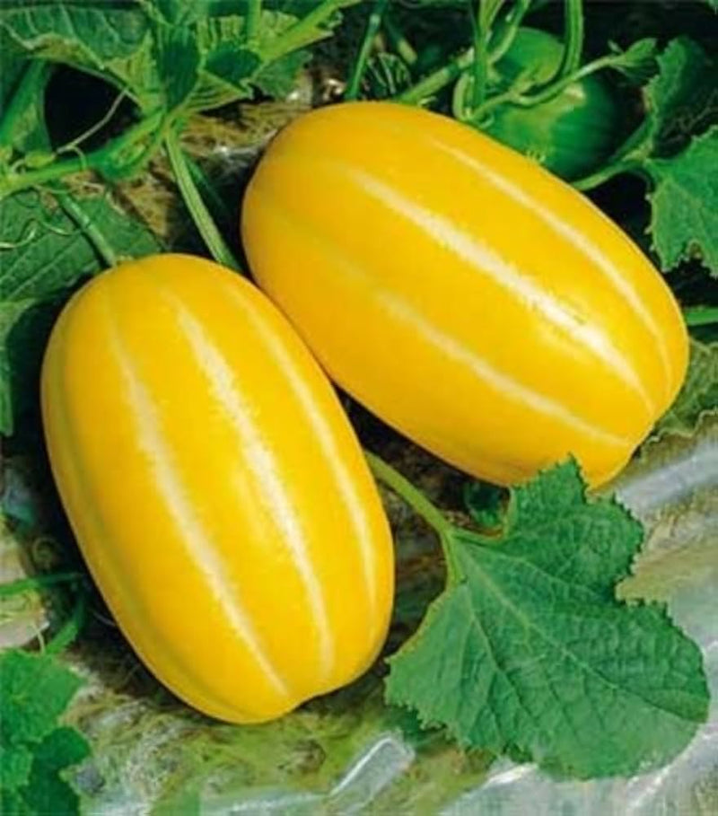 Gelbe korean melon samen für garten wachsend