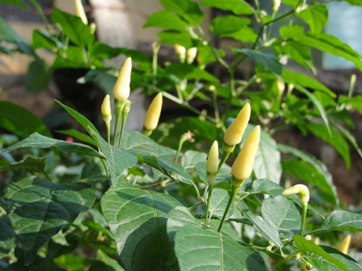 Gelbe labuyo pepper pflanzen wachsend in a garten