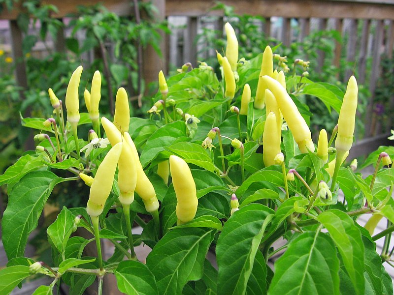 Gelbe labuyo pepper samen für aussaat