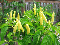 Gelbe labuyo pepper samen für aussaat