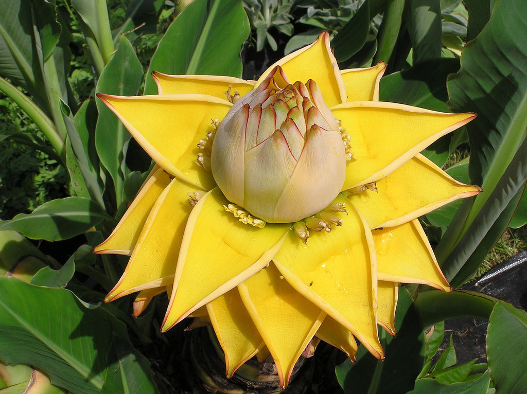 Gelb lasiocarpa fruit samen for anpflanzung and gardening