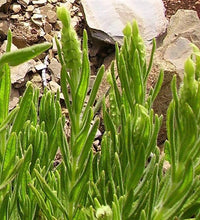 Yellow Lavender Anbau in a Kraut Garten