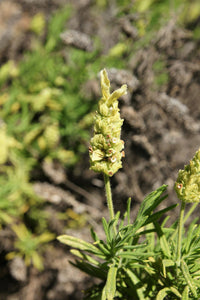 Packet of Yellow Lavender Zitrone Fragrant Kraut Samen