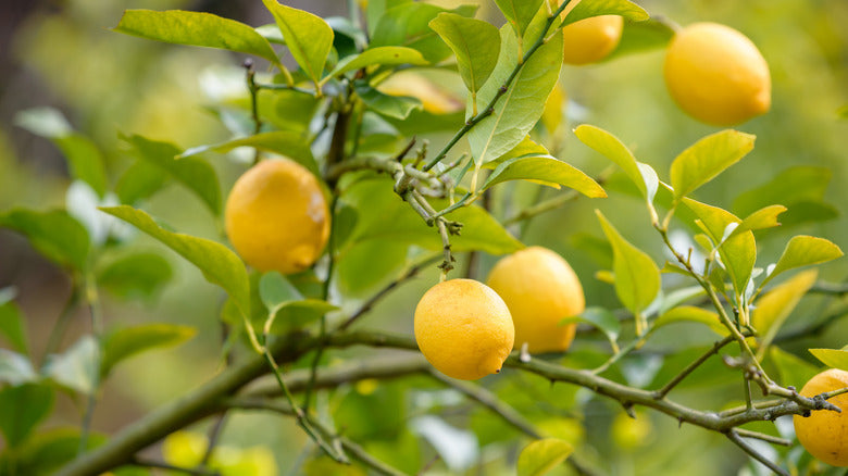 Freshly harvested gelbe lemons aus garten