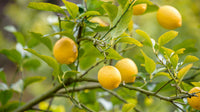 Freshly harvested gelbe lemons aus garten