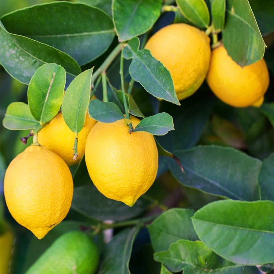 Mature gelbe lemon pflanze with grüne foliage