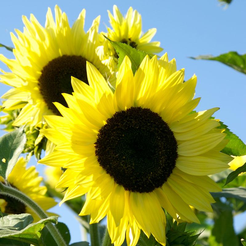 Gelb lemon sunflower samen for anpflanzung