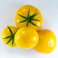 Gelbe and helle grüne tomato samen für aussaat