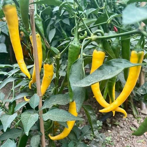 Gelb Pepper Gemüse Samen zum Pflanzen