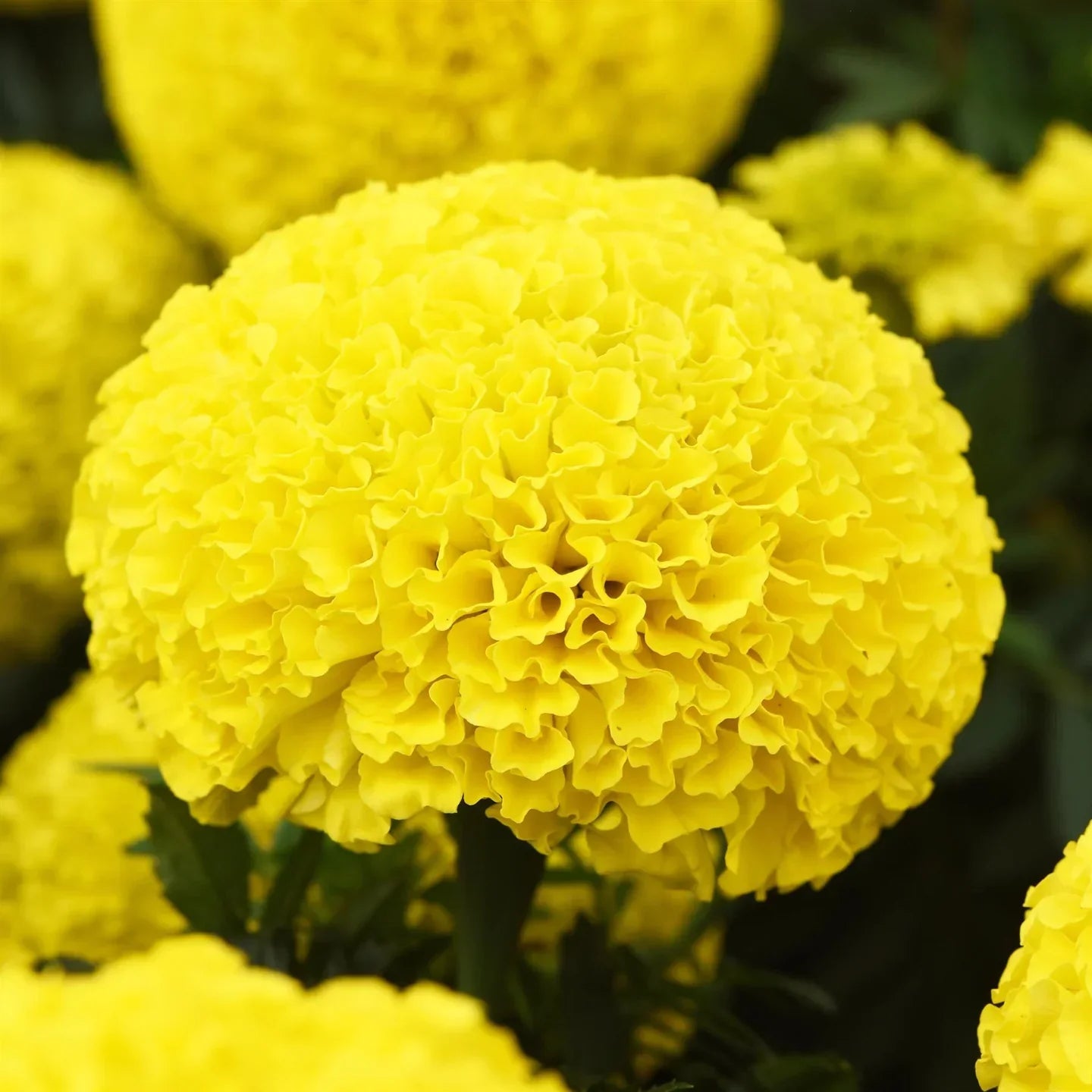 Gelb marigold blume samen for vibrant anpflanzung and gardening