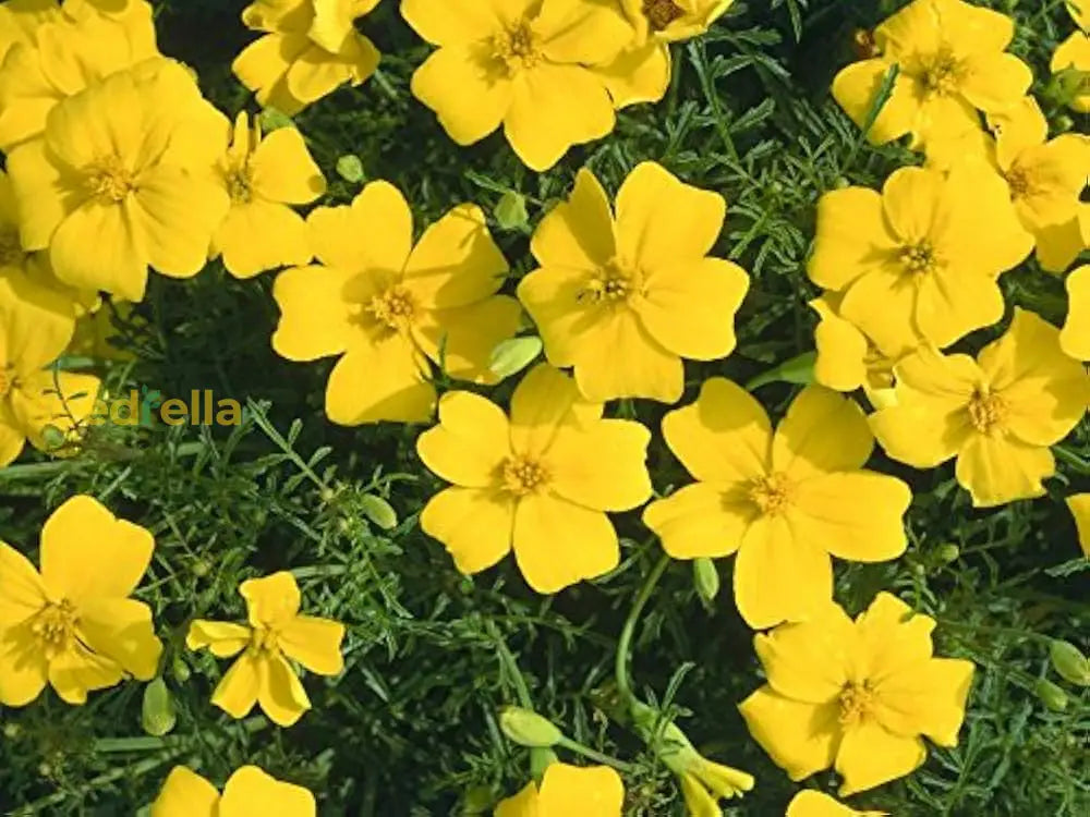 Gelb signet marigold samen for borders and garten beds
