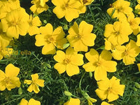 Gelb signet marigold samen for borders and garten beds
