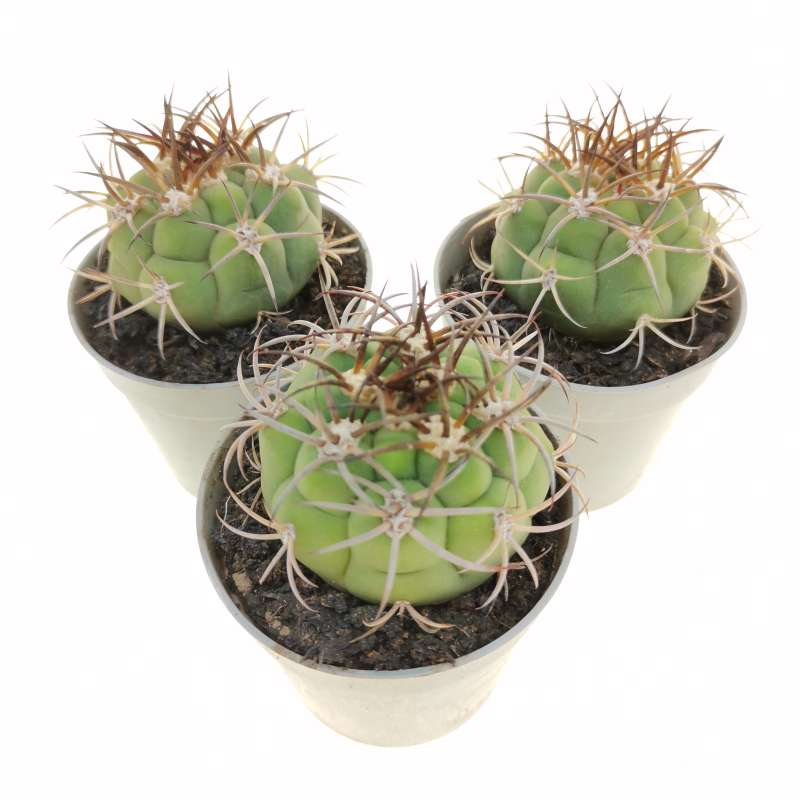 Yellow Marquezii Pflanze Samen for sunny Garten beds