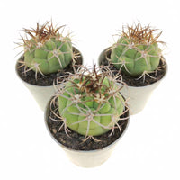 Yellow Marquezii Pflanze Samen for sunny Garten beds