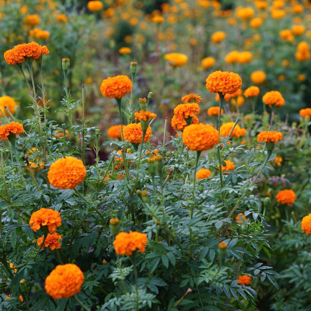 Studentenblume Blumensamen zur Aussaat – Bestäuber freundlich – Traditionssorte & ohne Gentechnik Samen Hausgarten