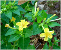 Gelb mirabilis blume samen for bright garten anpflanzung