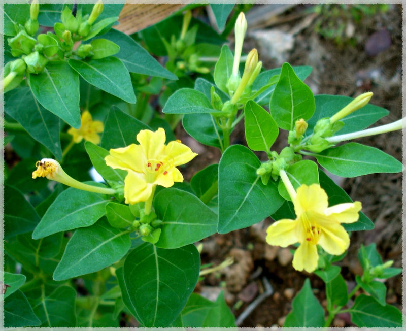 Gelb mirabilis blume samen for bright garten anpflanzung